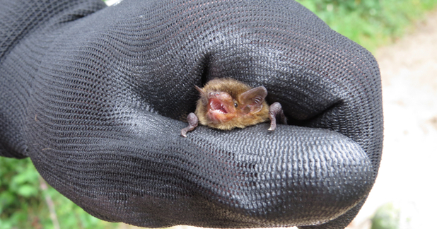 bat in hand